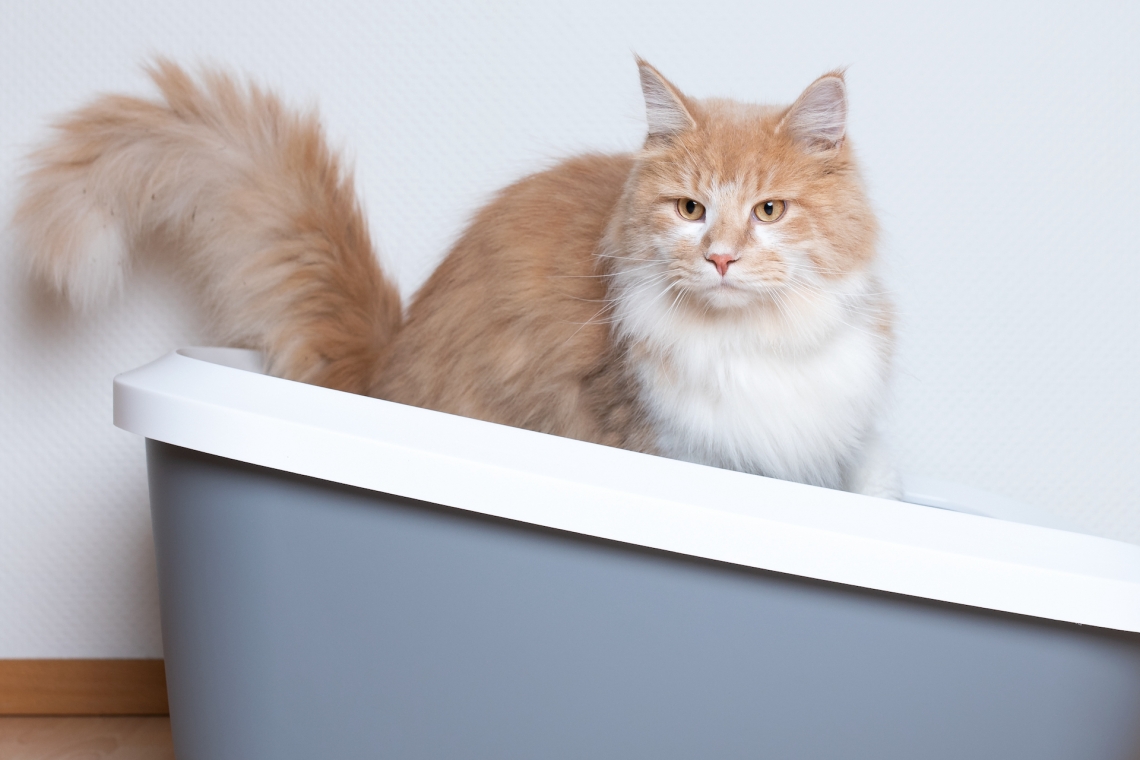 Ostruzione Uretrale nel Gatto